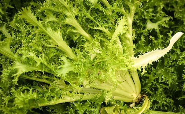 Fresh frisee curly endive