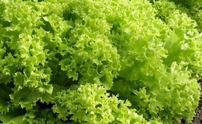 Lollo Bionda curly green lettuce